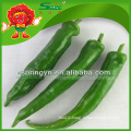 green and red fresh pepper Frozen transportation spicy red chilli